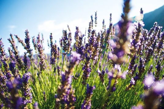 Provence